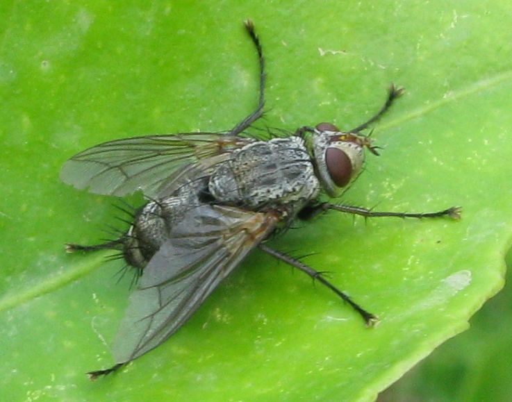 Tachinidae ? Sì, Microphthalma europaea
